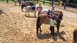 Stages d'équitation